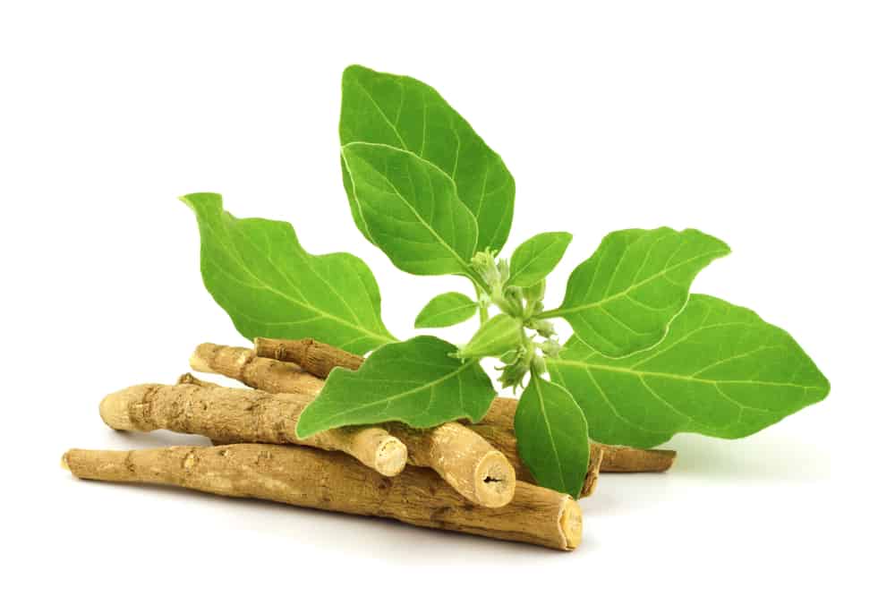 Ashwagandha – Benefits, Uses & Side Effects